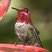 Anna's Hummingbird